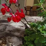 The House